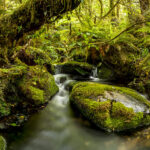 laurent-bruchez-photography-copyright-nouvelle-zelande-rainforest